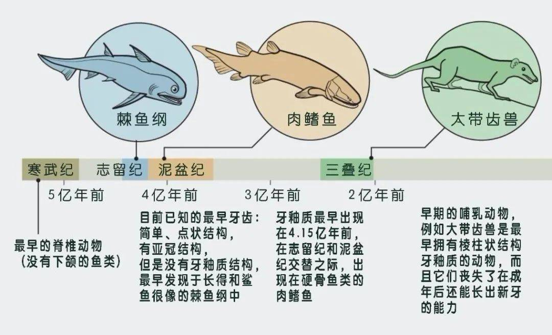 清清白白一颗智齿到底碍你什么事儿了？